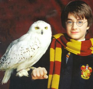 Harry Potter et Hedwidge