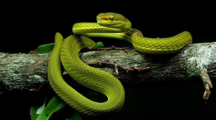 Trimeresurus salazar, crotale Harry Potter