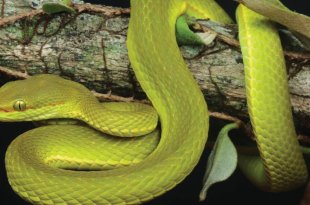 Trimeresurus salazar, crotale Harry Potter